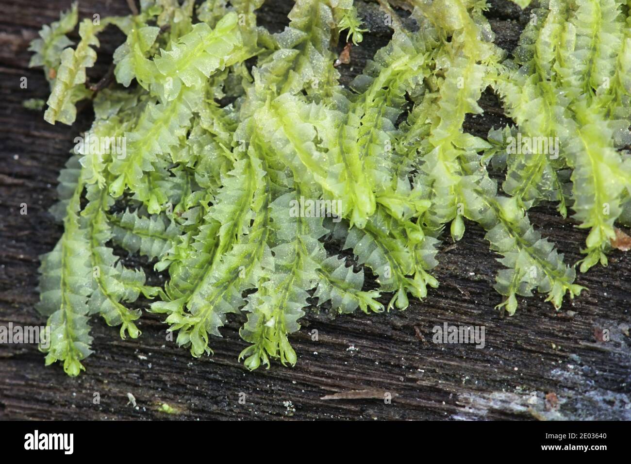 Lophocolea heterophylla, the variable-leaved crestwort, a liverwort from Finland Stock Photo