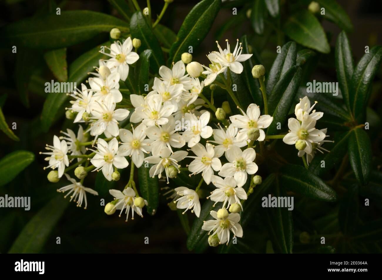 Whitey Wood Acradenia frankliniae Rutaceae Endemic to Tasmania, Australia Stock Photo