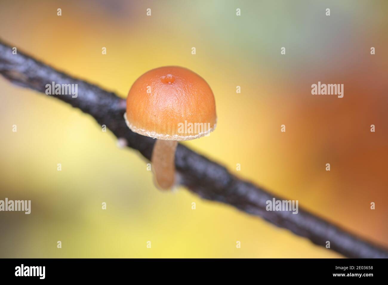 Galerina marginata, known as funeral bell, deadly skullcap or deadly