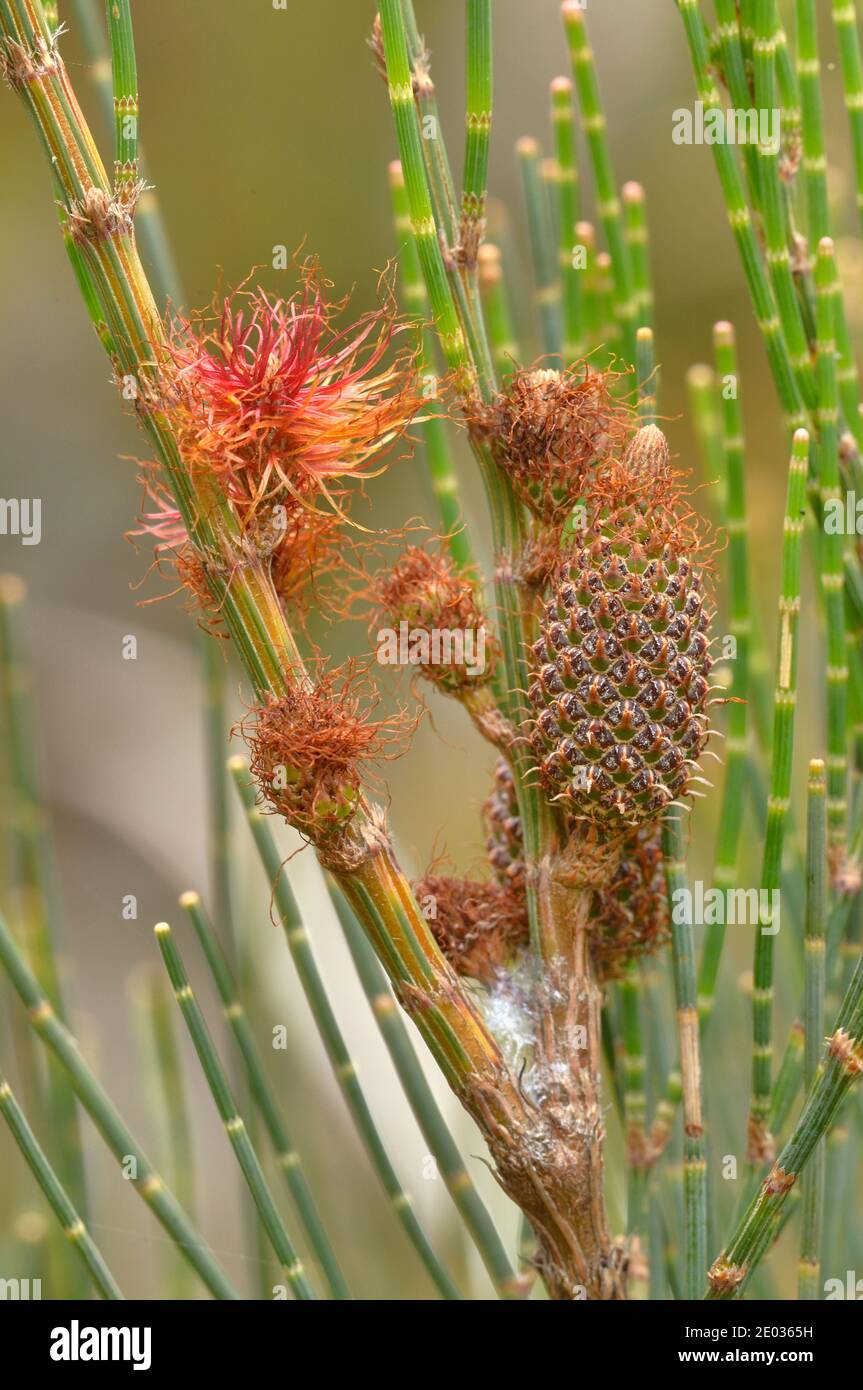 Necklace Sheoak Allocasuarina monilifera Casuarinaceae Endemic to Tasmania, Australia Stock Photo