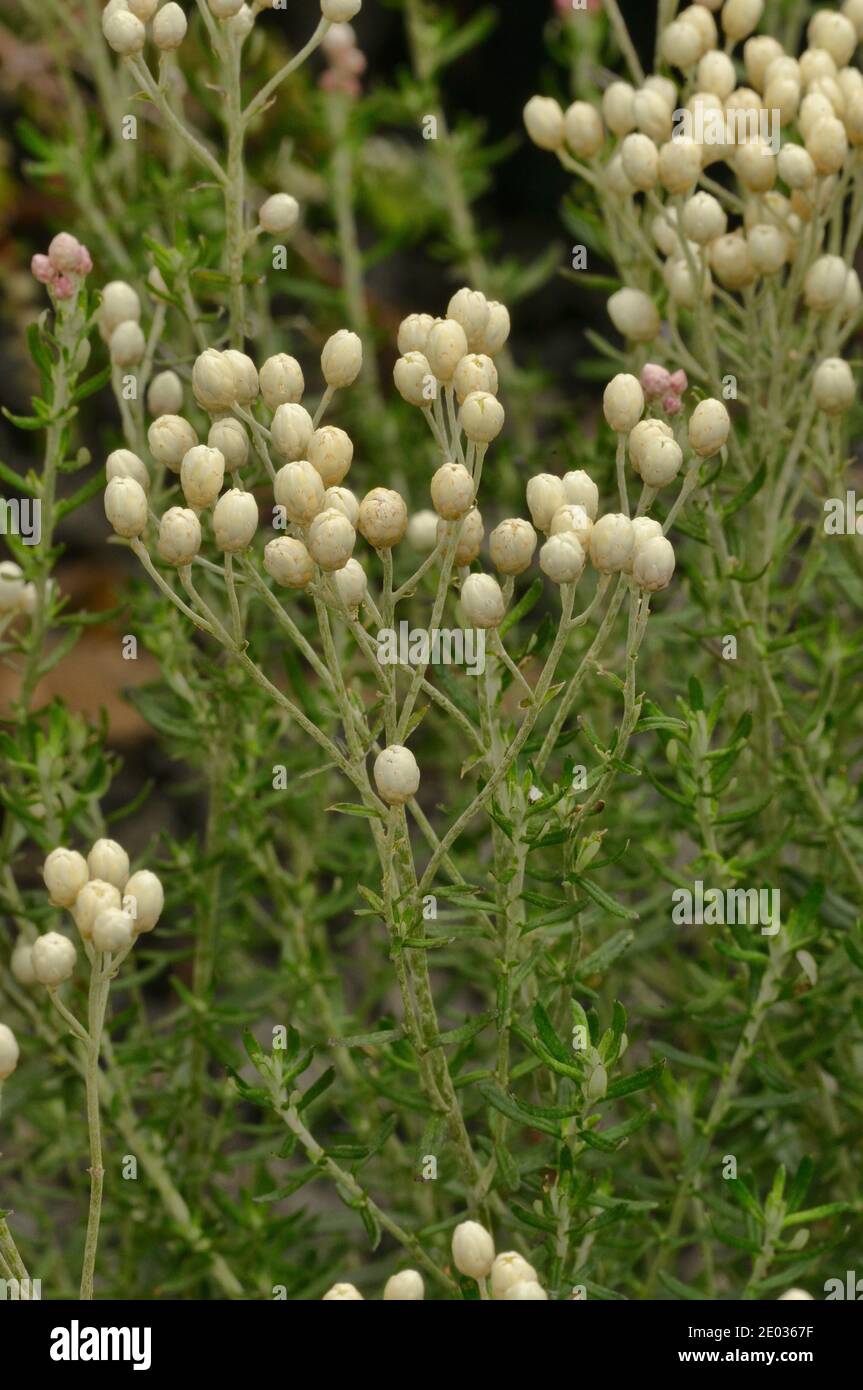 Spicer's Everlasting Argentipallium spiceri Asteraceae Endemic to Tasmania, Australia Stock Photo