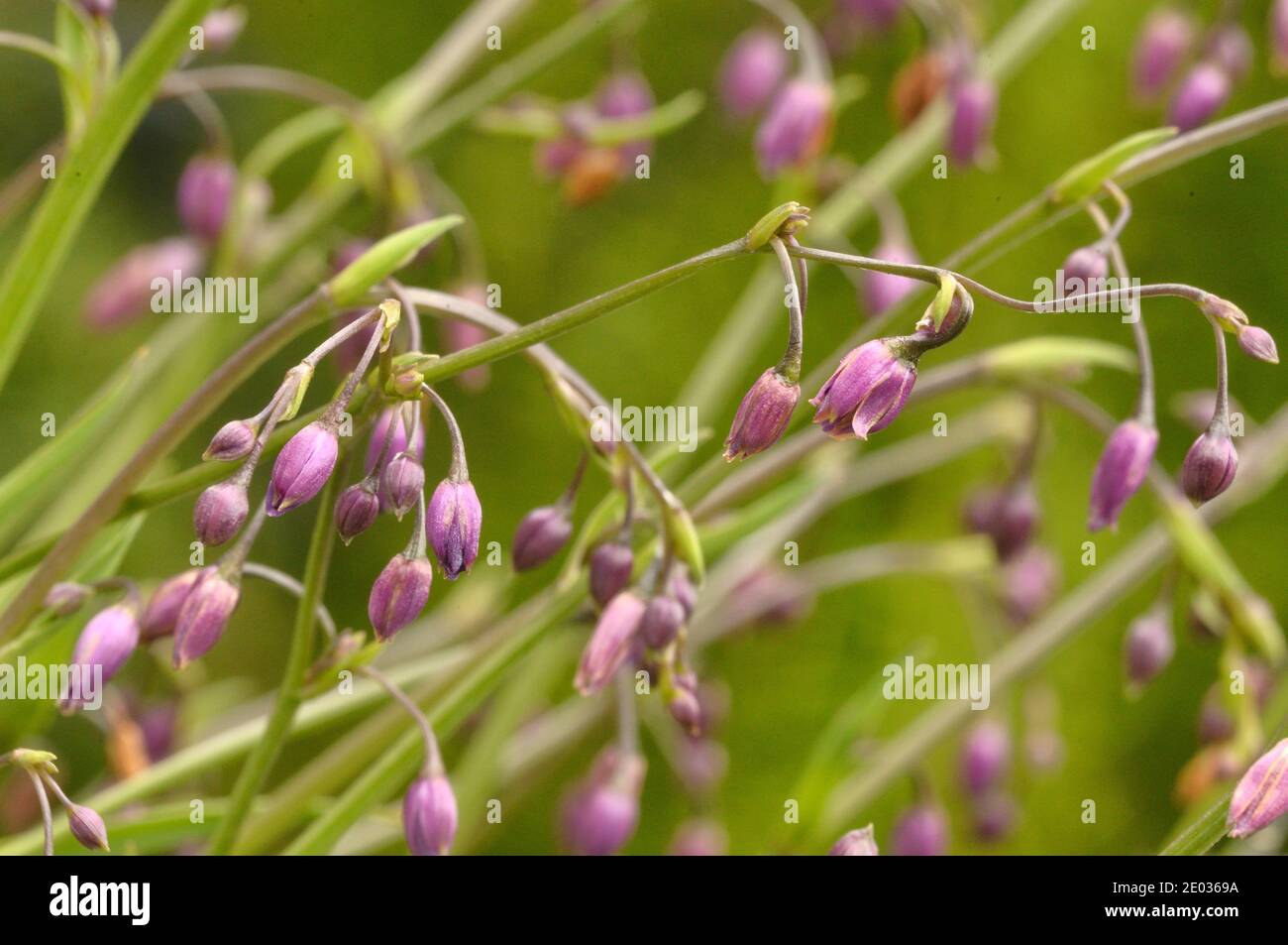 Small Vanilla Lily, Liliaceae Arthropodium minus Tasmania, Australia Stock Photo