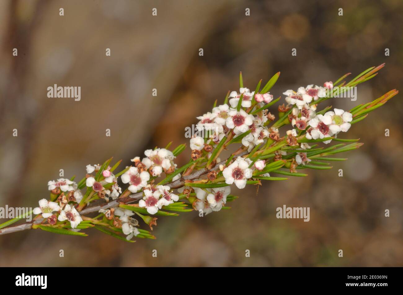 Slender Heathmyrtle Baeckea leptocaulis Myrtaceae Endemic to Tasmania, Australia Stock Photo