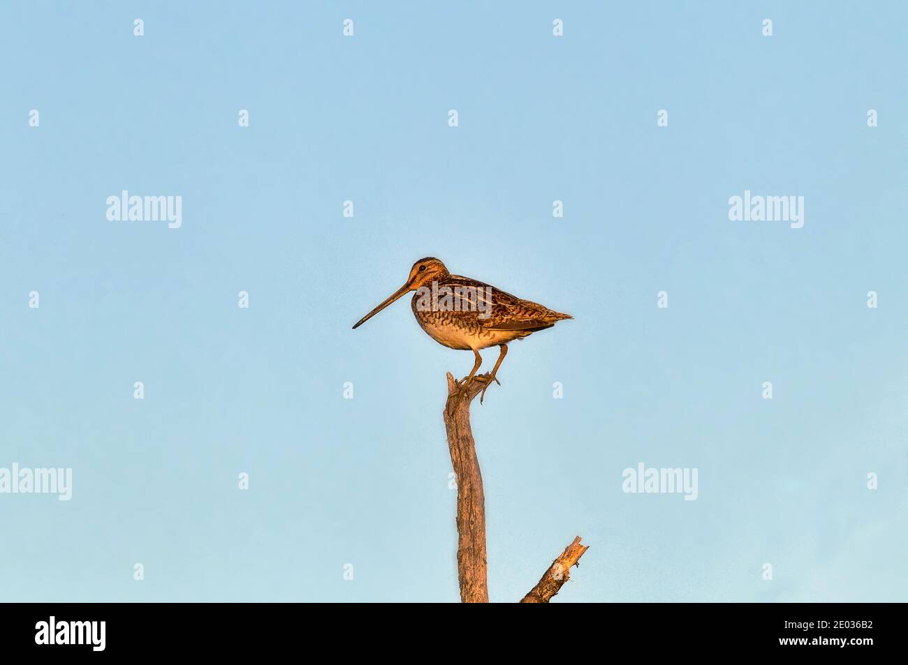European snipe (Gallinago gallinago, male) sitting on dry tree - rare case because bird has long leggs and long fingers for silt and sedge fen, but ma Stock Photo