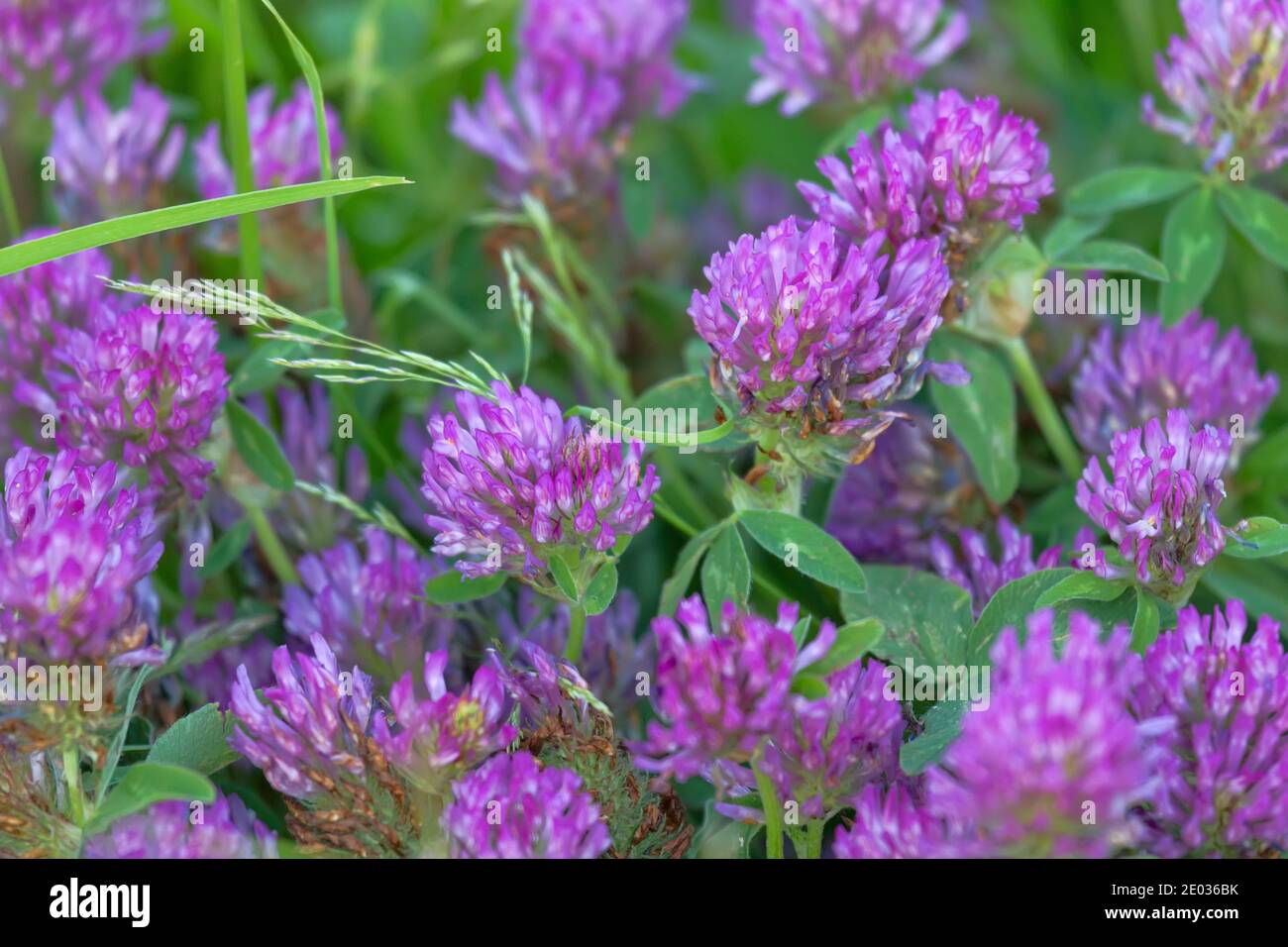 English clover, red clover in the second half of summer in the wet meadows of Northern Europe. Meadow community Stock Photo