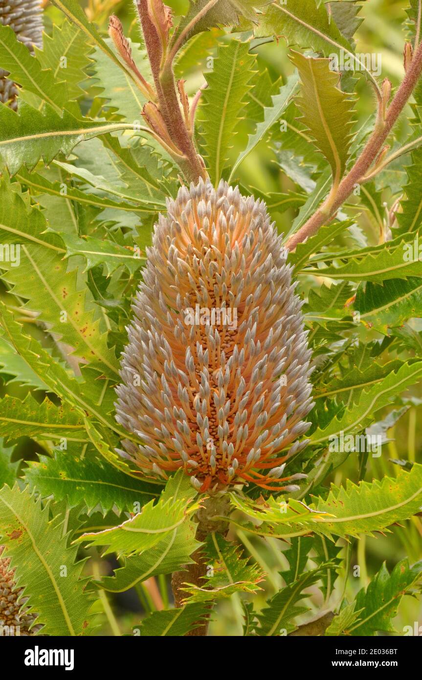 Saw Banksia Banksia serrata Proteaceae Photographed in Tasmania, Australia Stock Photo