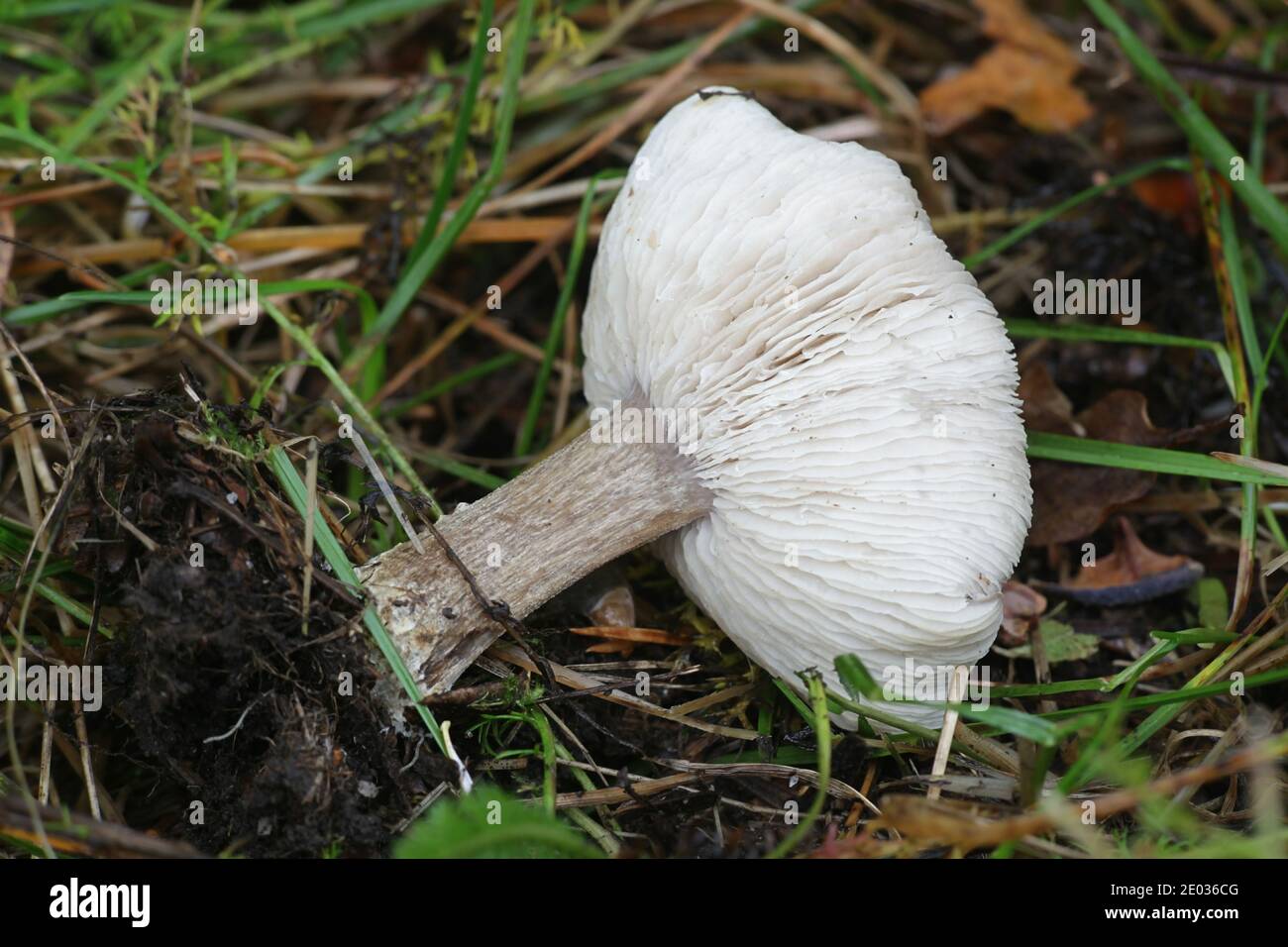 Melanoleuca melaleuca, sometimes called the bald cavalier or bald knight, wild mushroom from Finland Stock Photo