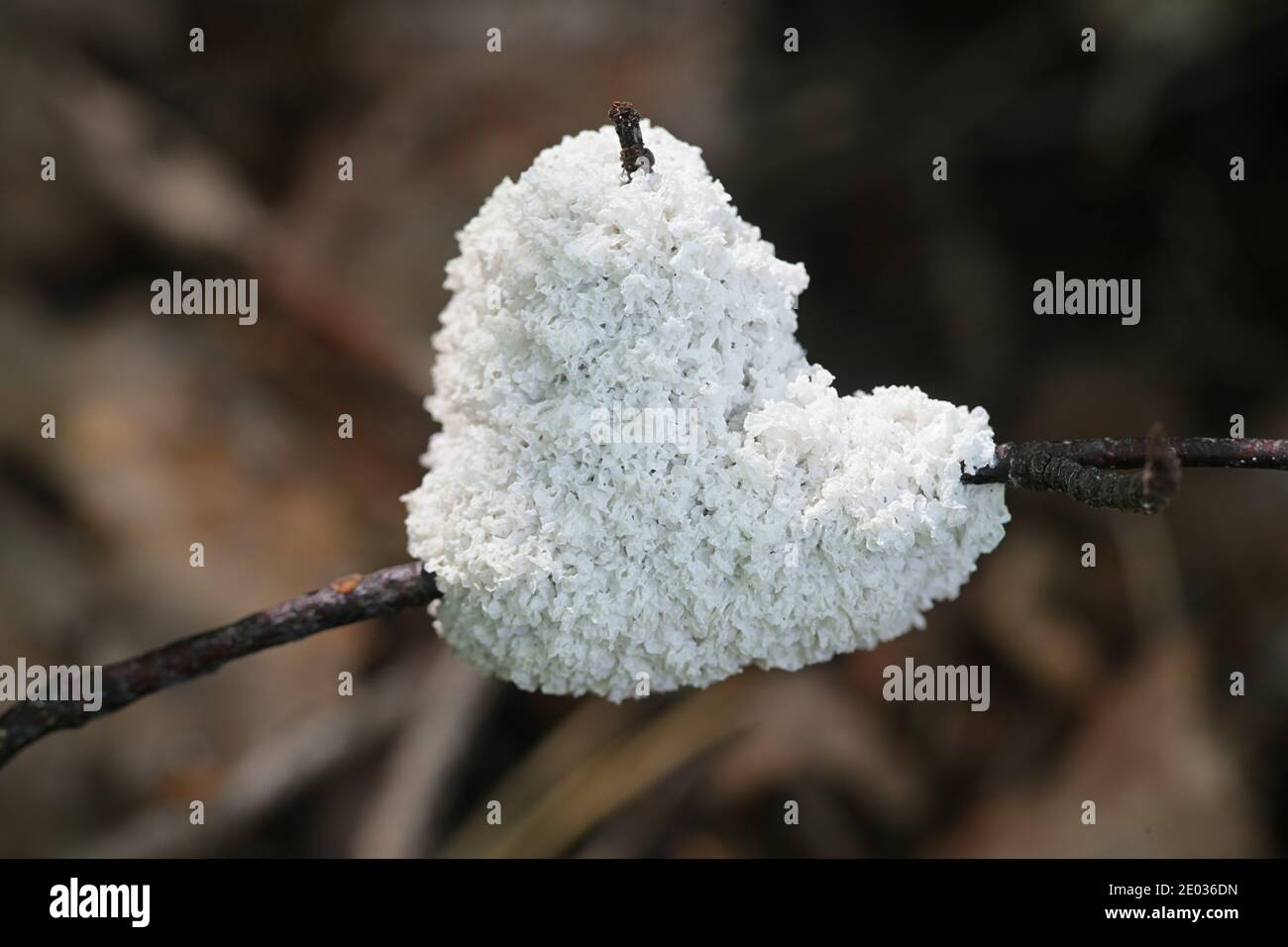 Mucilago crustacea, known as dog vomit slime mould or dog sick slime mold Stock Photo