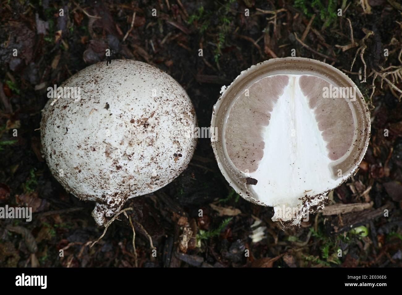 Phallus impudicus, known as the common stinkhorn, the early egg stage sometimes called the witch's egg split open Stock Photo