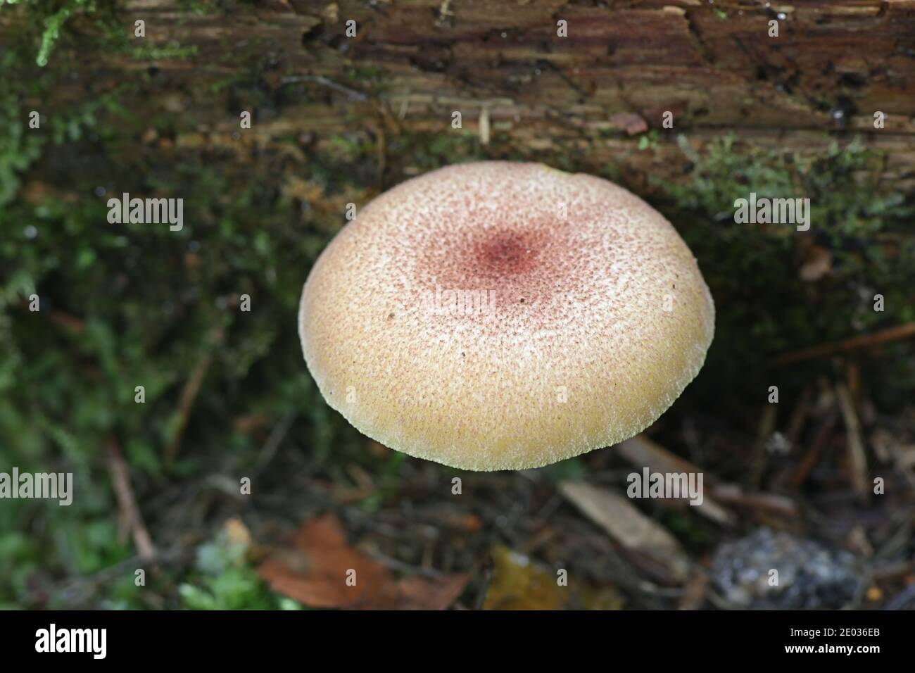 Tricholomopsis rutilans, known as Plums and Custard or Redhaired