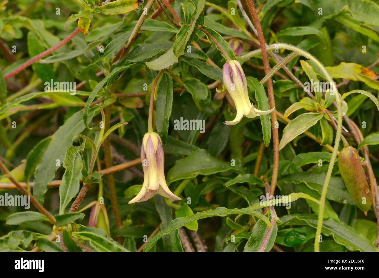 Green Appleberry Billardiera mutabilis Pittosporaceae Photographed in Tasmania, Australia Stock Photo