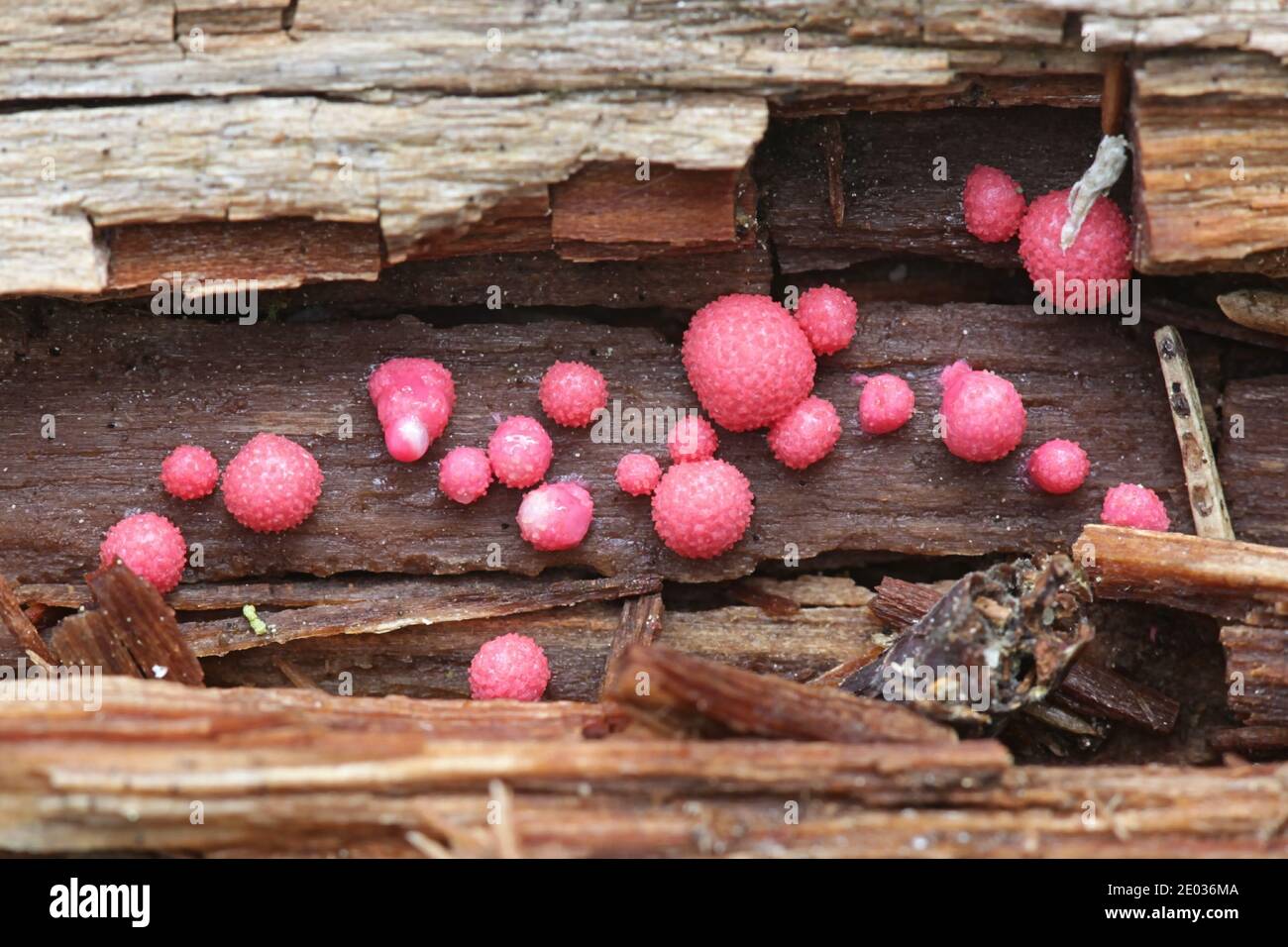 Lycogala epidendrum, known as wolf's milk or groening's slime mold Stock Photo