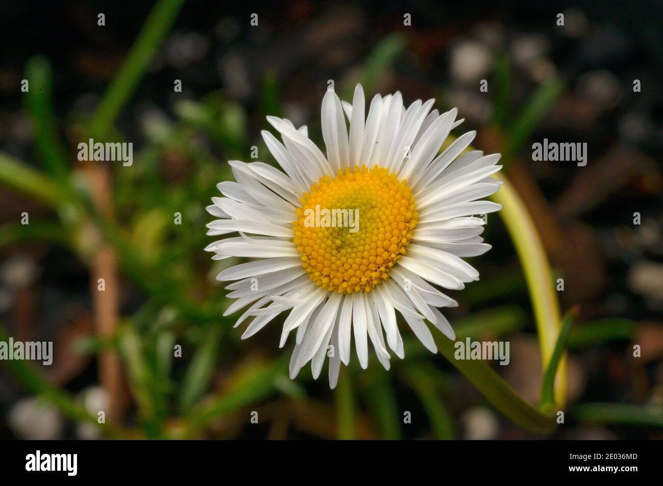Marsh Daisy Brachyscome radicans Asteraceae Photographed in Tasmania, Australia Stock Photo