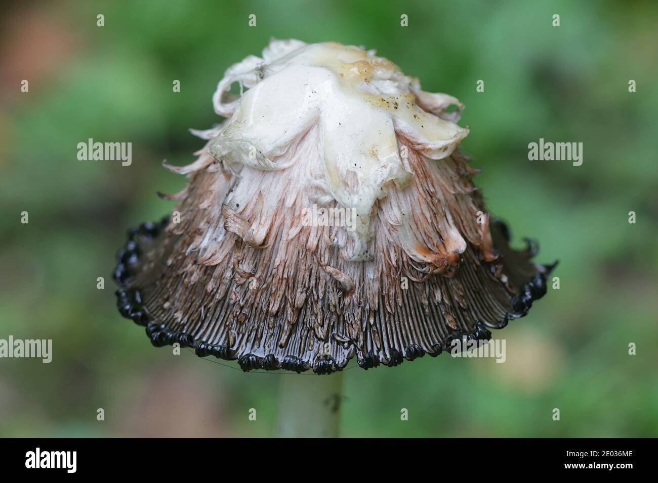 Coprinus comatus, the shaggy ink cap, lawyer's wig, or shaggy mane, wild mushroom from Finland Stock Photo