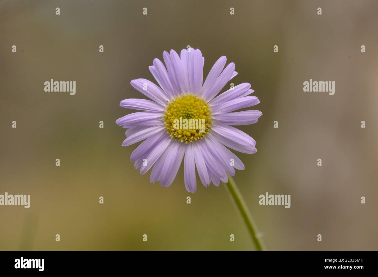 Blue Daisy Brachyscome spathulata  Asteraceae Photographed in Tasmania, Australia Stock Photo