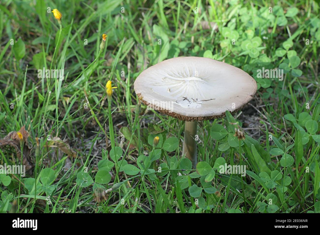 Volvopluteus gloiocephalus, known as the big sheath mushroom, stubble rosegill or  rose-gilled grisette, mushrooms from Finland Stock Photo