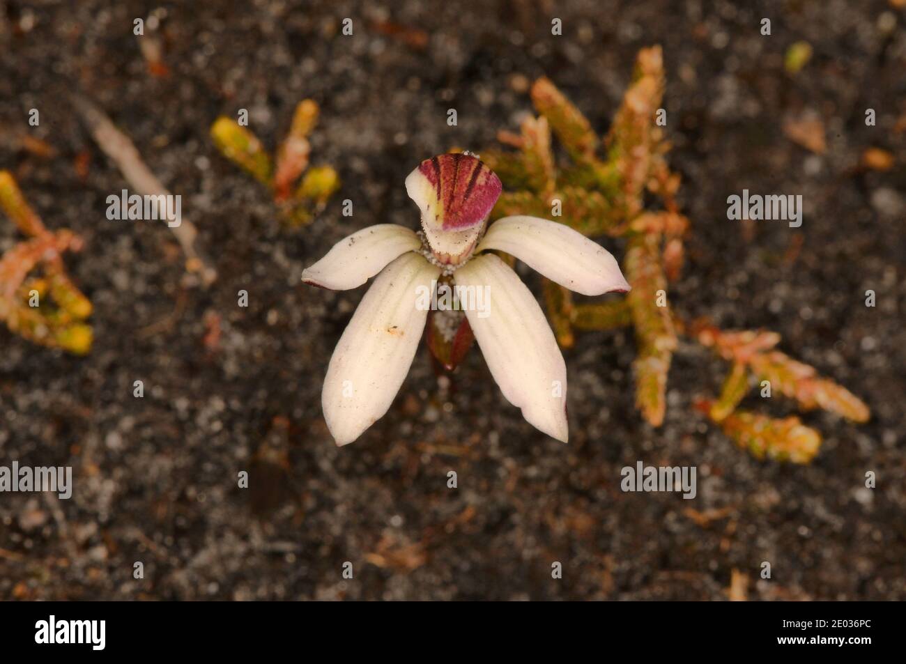 Dark-heart Caladenia Caladenia atrochila Orchidaceae Endemic toTasmania, Australia Stock Photo