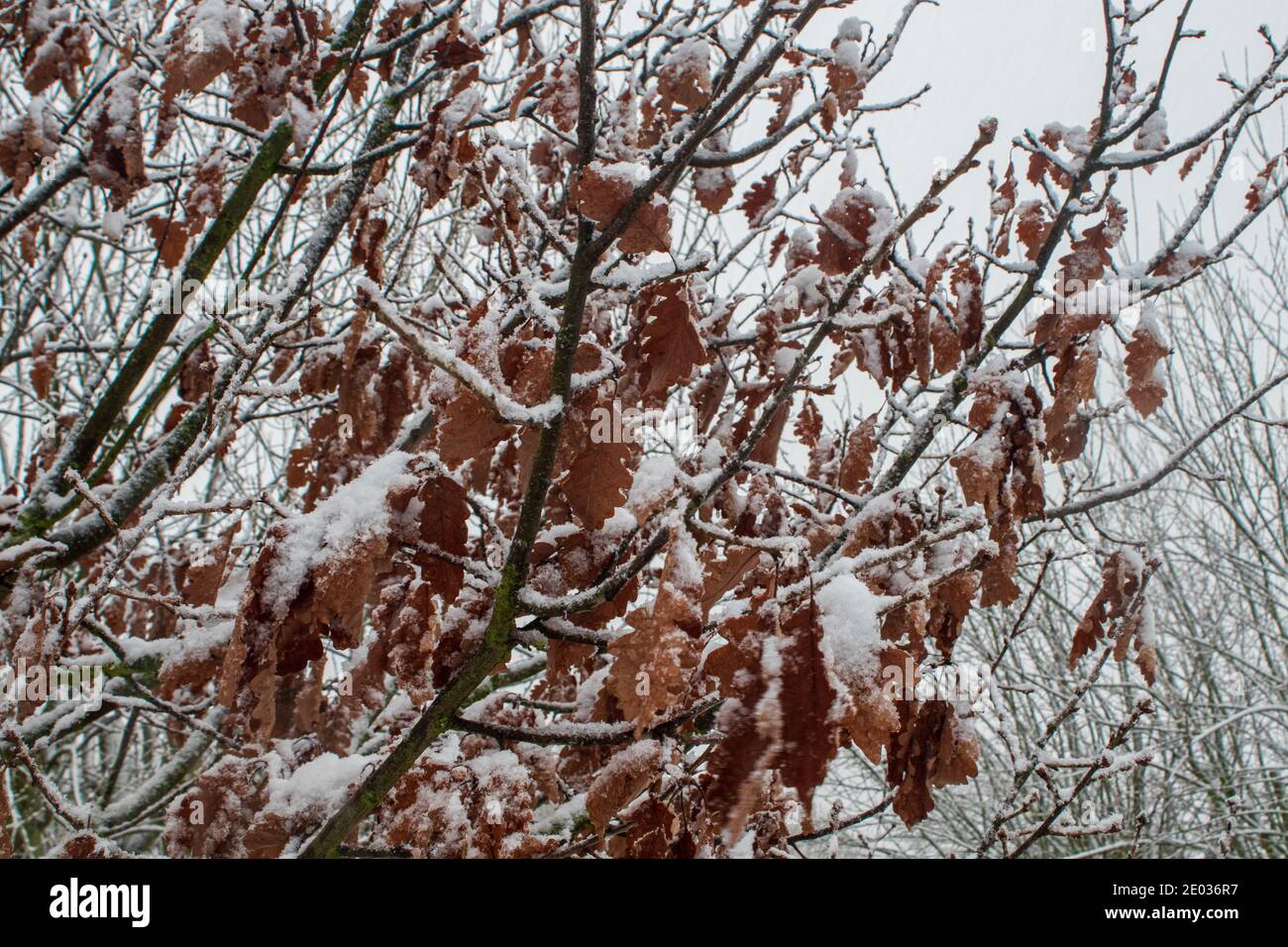Snowfall tree hi-res stock photography and images - Alamy