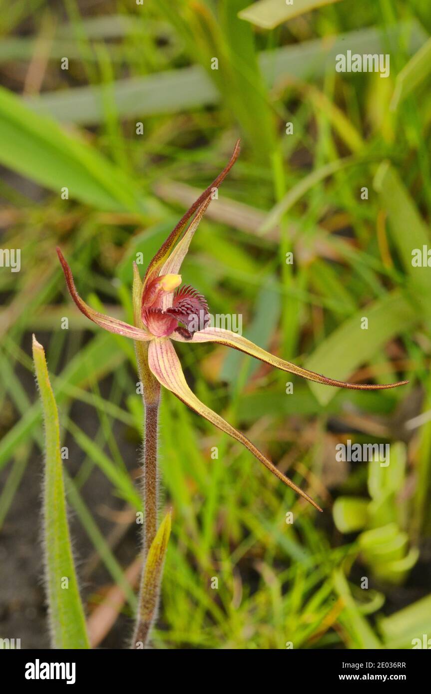 Windswept Spider Orchid Caladenia dienema ORCHIDACEAE Endangered Endemic to Tasmania, Australia Stock Photo