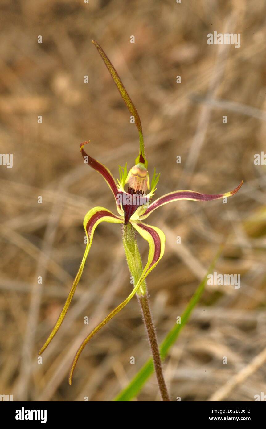 Green-comb Spider Orchid Caladenia dilatata ORCHIDACEAE Photographed in Tasmania, Australia Stock Photo
