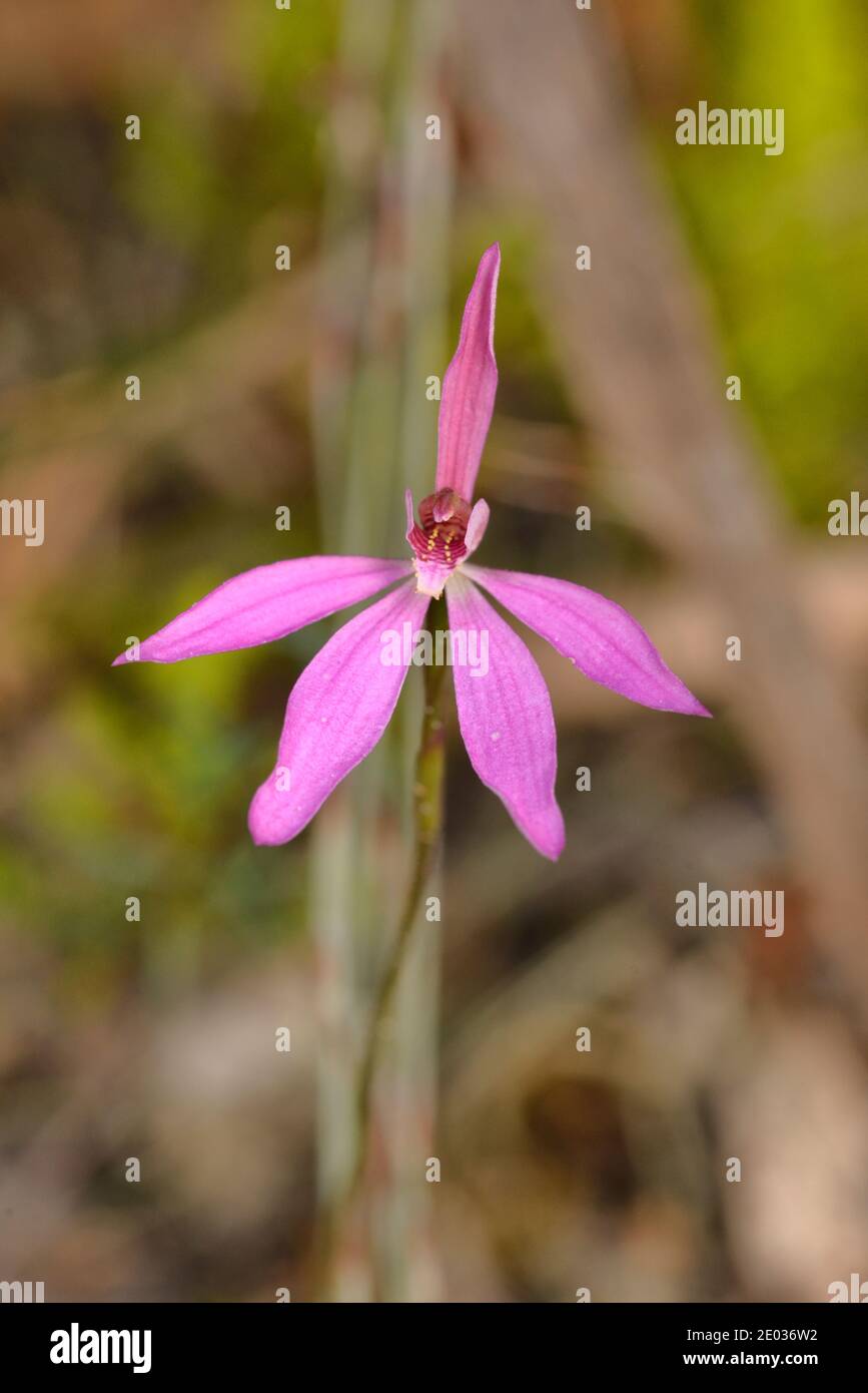 Dusky Caladenia Caladenia fuscata Orchidaceae Photographed in Tasmania, Australia Stock Photo