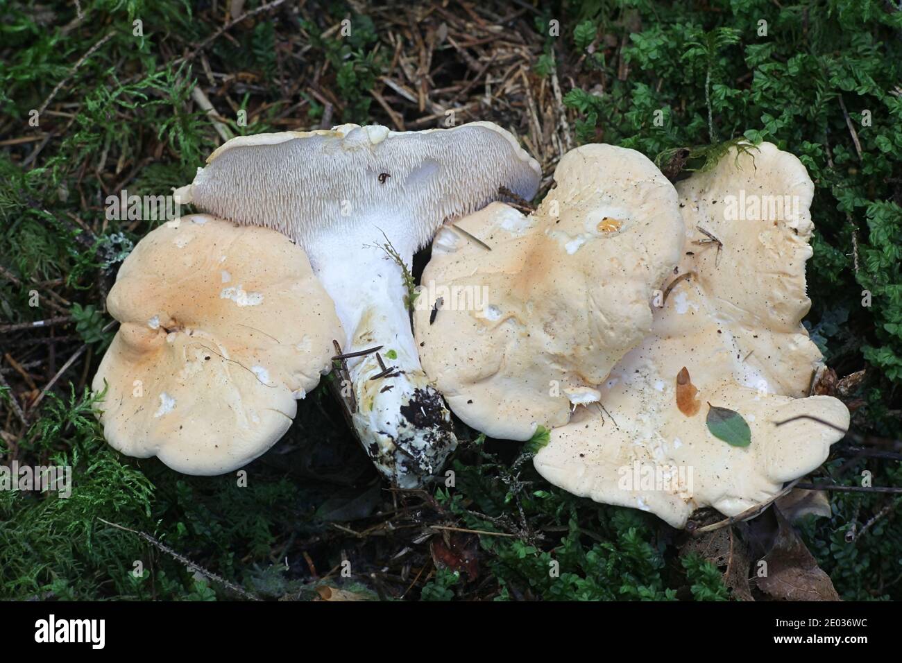 Hydnum repandum, known as the sweet tooth, wood hedgehog or hedgehog mushroom, wild tooth fungus from Finland Stock Photo