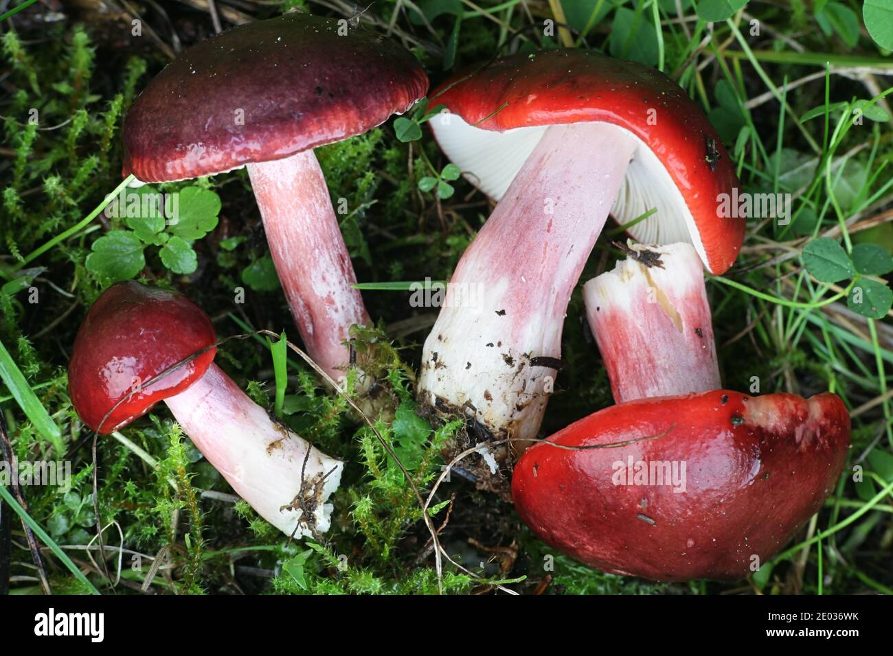 Russula rhodopus, a red brittlegill mushroom from Finland with no common english name Stock Photo