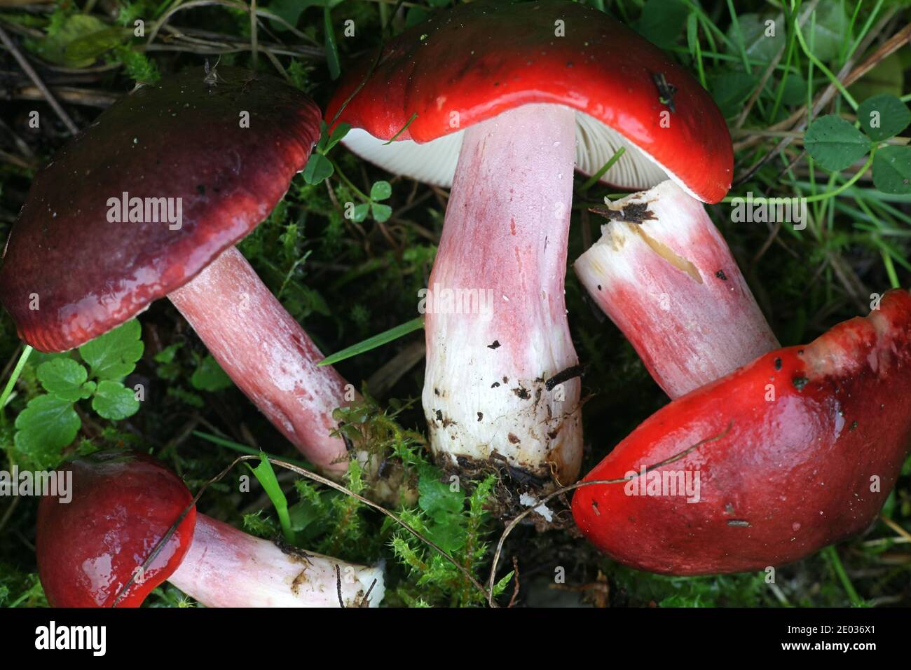 Russula rhodopus, a red brittlegill mushroom from Finland with no common english name Stock Photo
