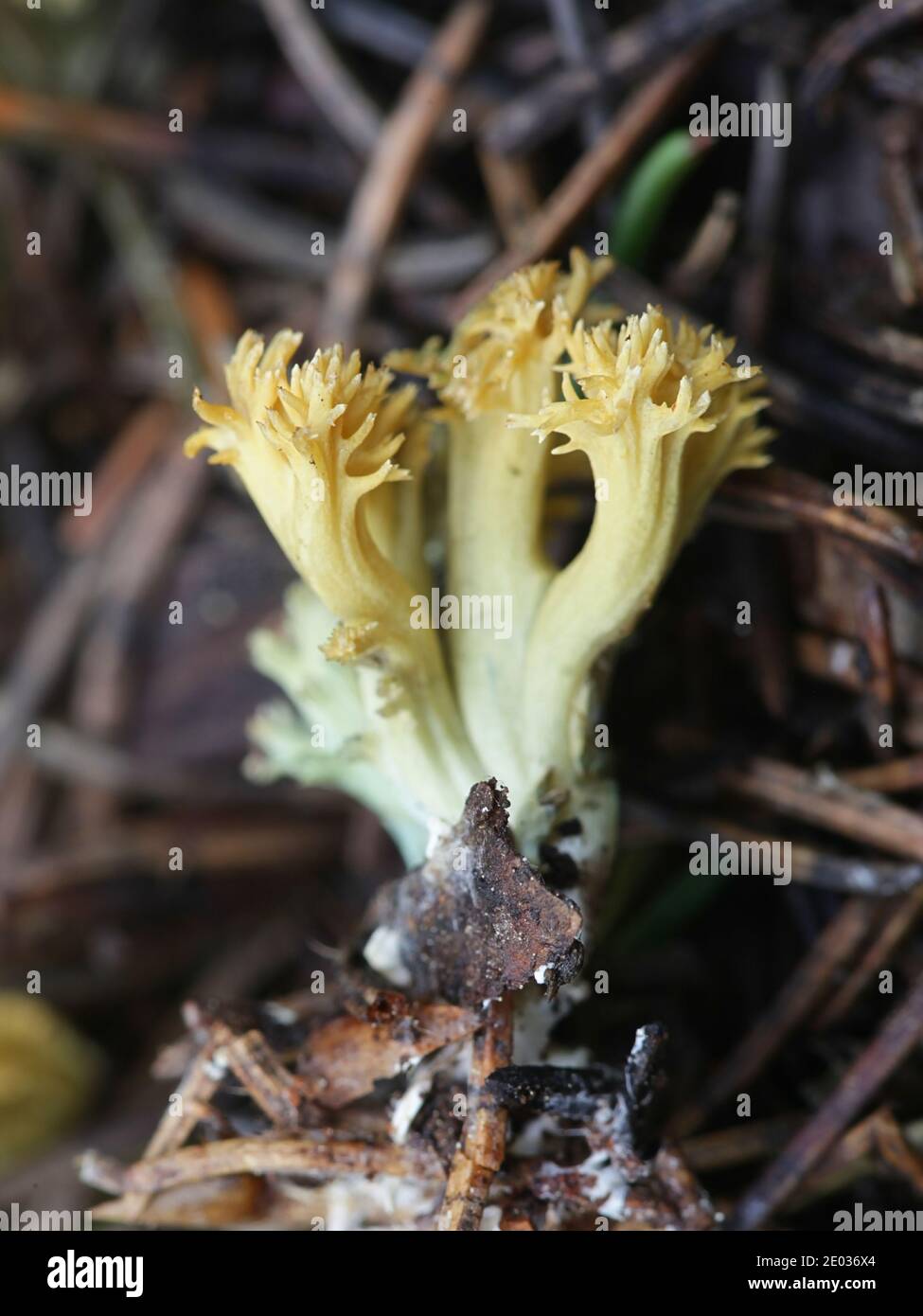 Ramaria abietina, also konown as Phaeoclavulina abietina, the green-staining coral or greening coral fungus, wild mushroom from Finland Stock Photo