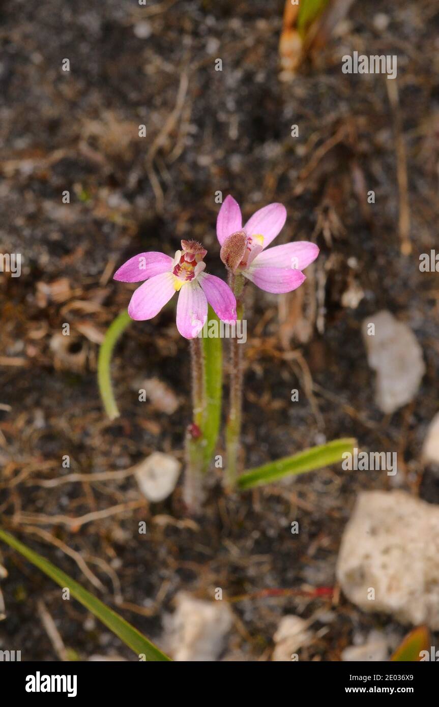Tiny Caladenia Caladenia pusilla Orchidaceae Photographed in Tasmania, Australia Stock Photo