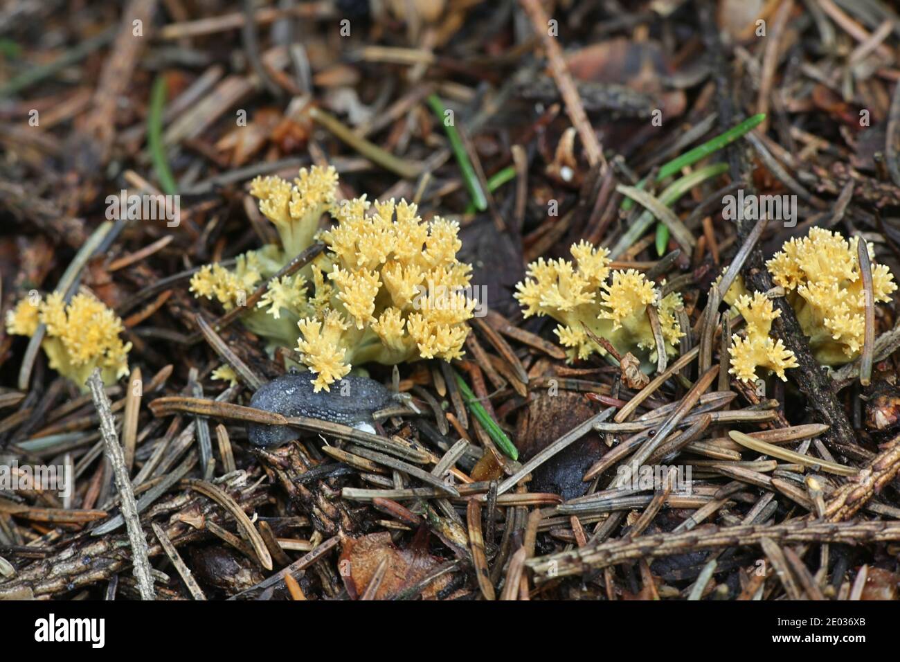 Ramaria abietina, also konown as Phaeoclavulina abietina, the green-staining coral or greening coral fungus, wild mushroom from Finland Stock Photo