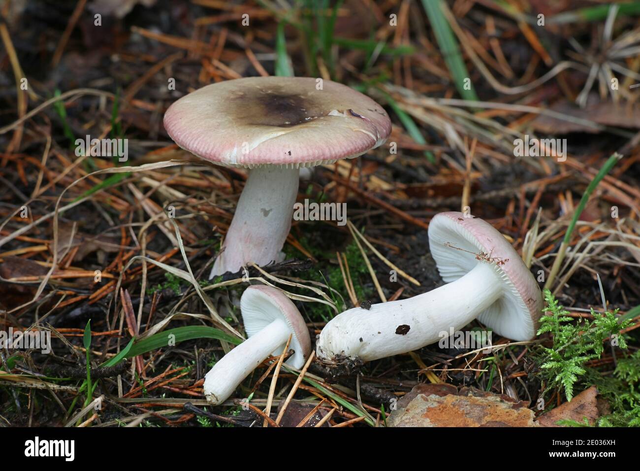 Russula gracillima, commonly known as the slender brittlegill, wild mushroom from Finland Stock Photo