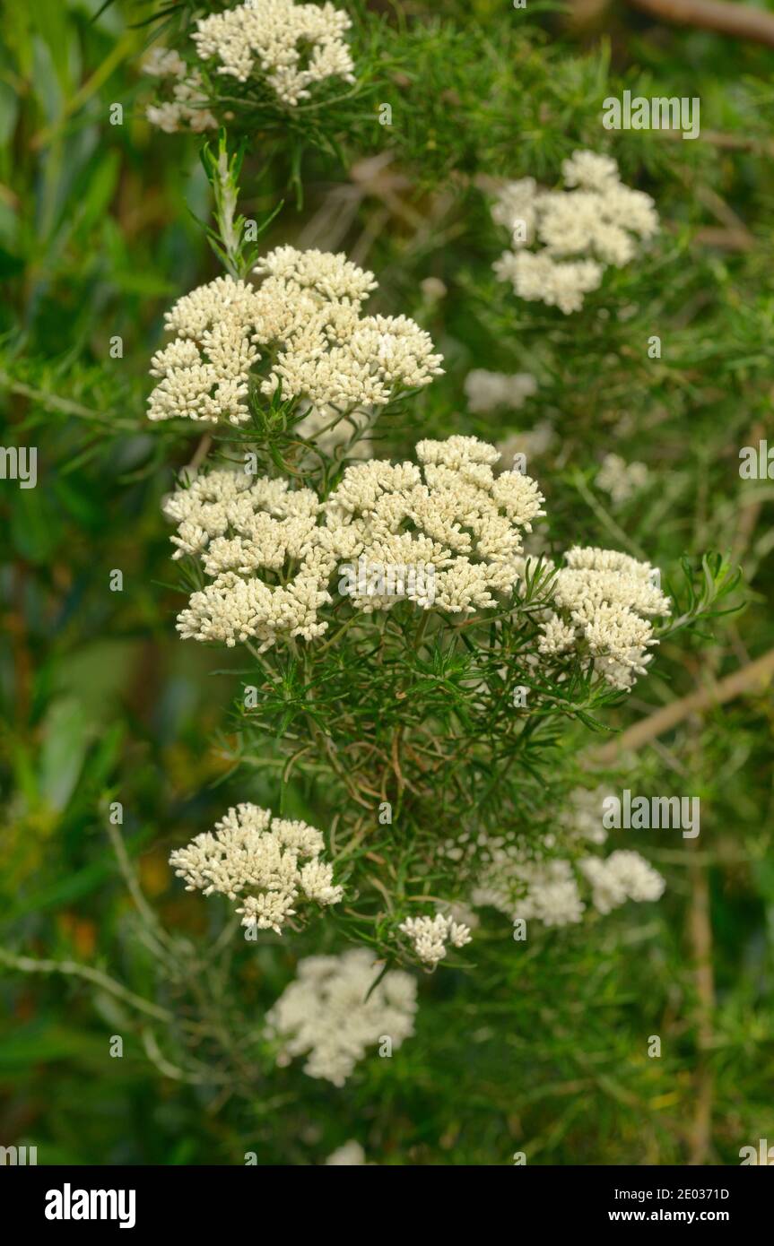 Dollybush Cassinia aculeata Asteraceae Photographed in Tasmania, Australia Stock Photo