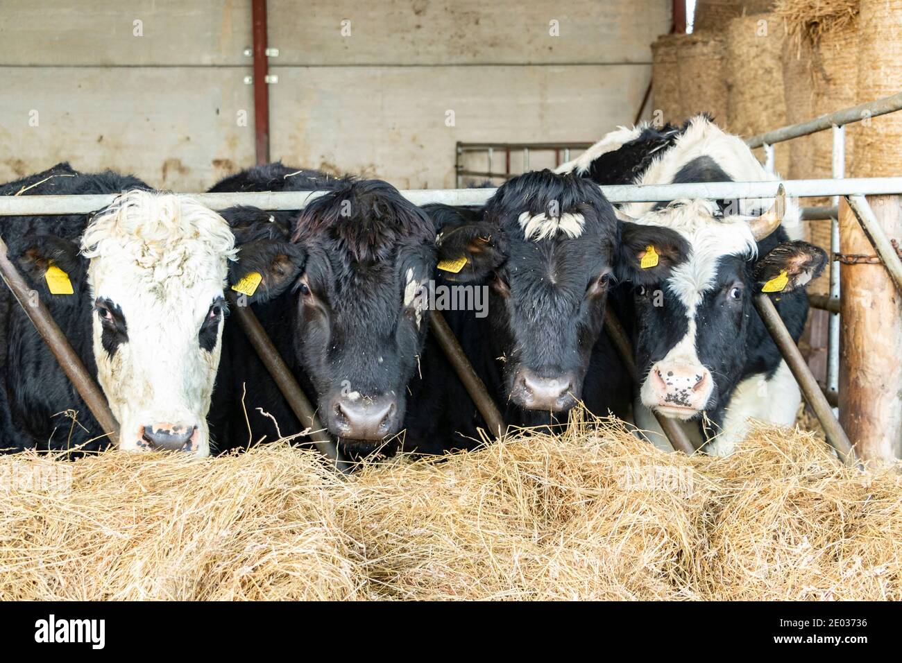 store cattle bullocks feeding on silage on farm in northumberland Stock