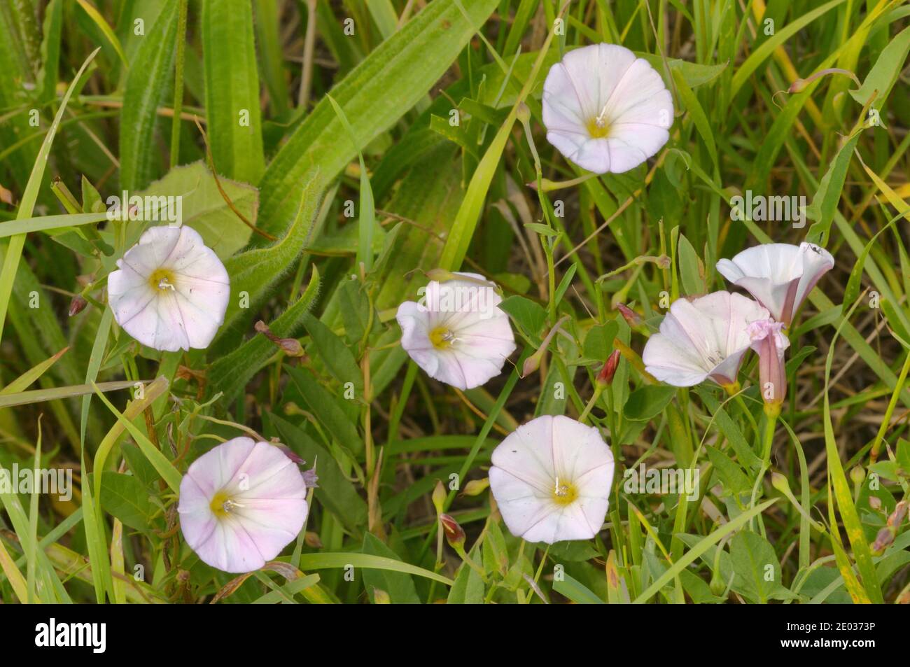 Blushing Bindweed Convolvulus angustissimus Convolvulaceae Photographed in Tasmania, Australia Stock Photo