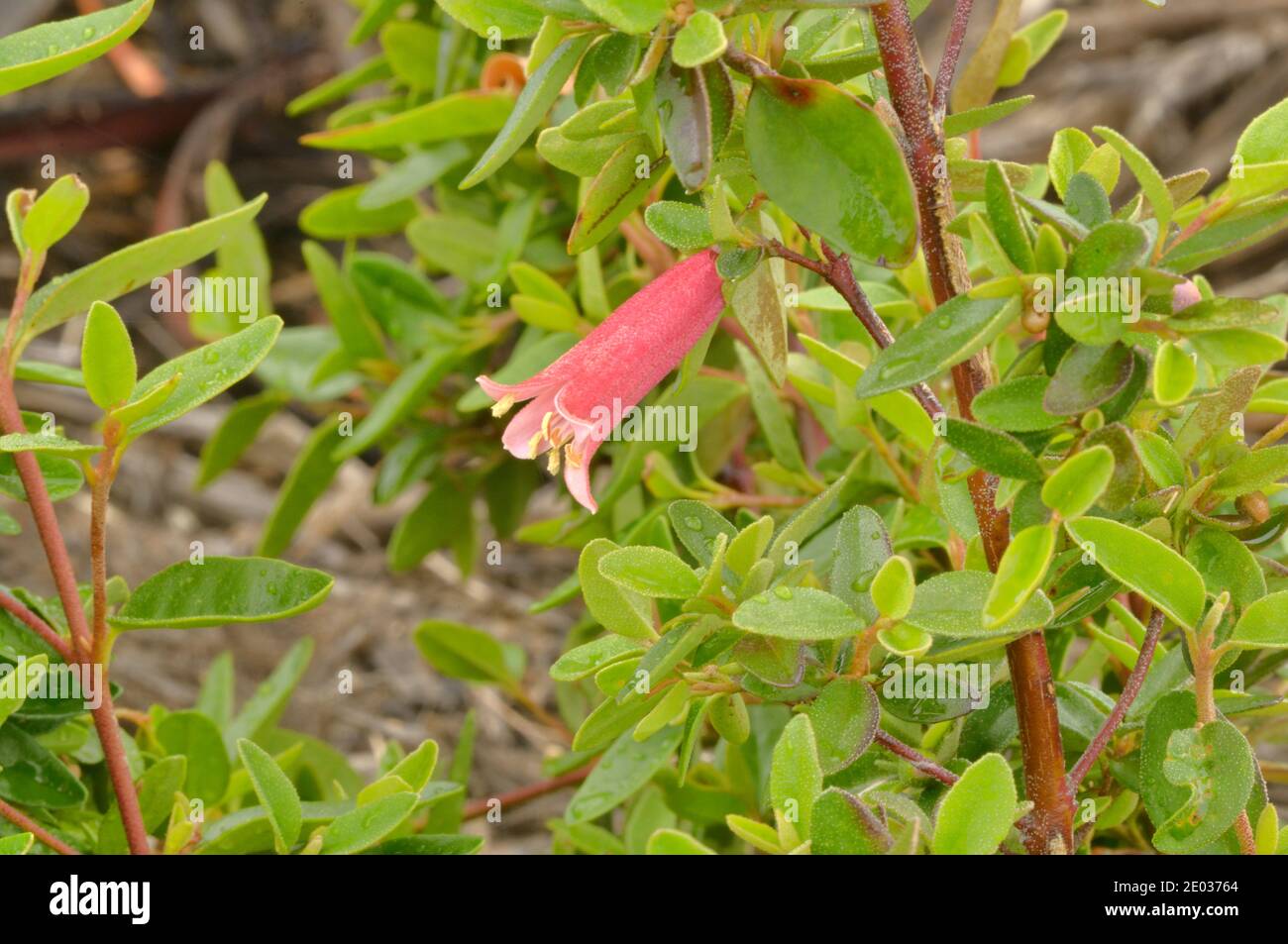 Common Correa Correa reflexa RUTACEAE Photographed in Tasmania, Australia Stock Photo