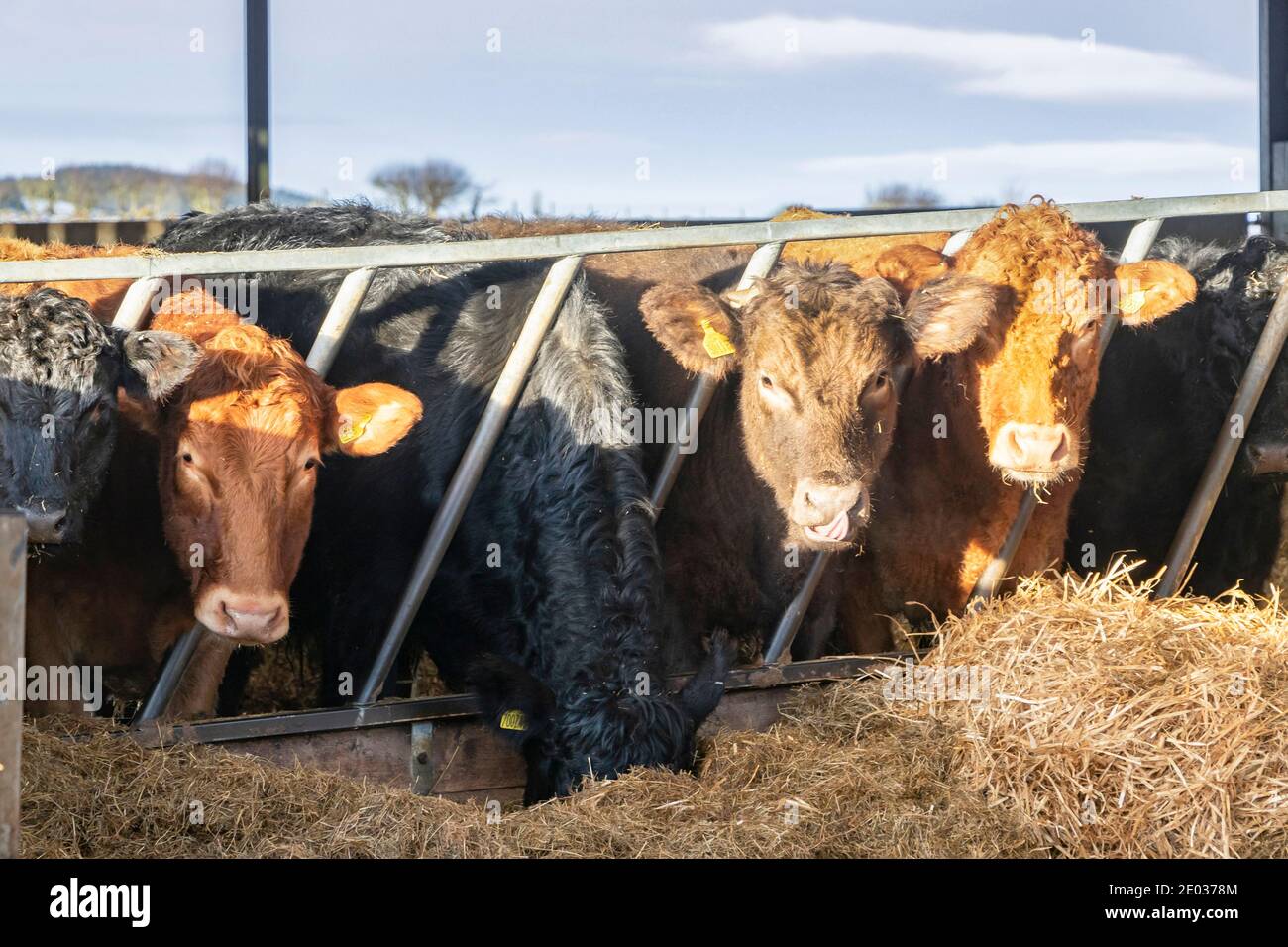 store cattle bullocks feeding on silage on farm in northumberland Stock Photo