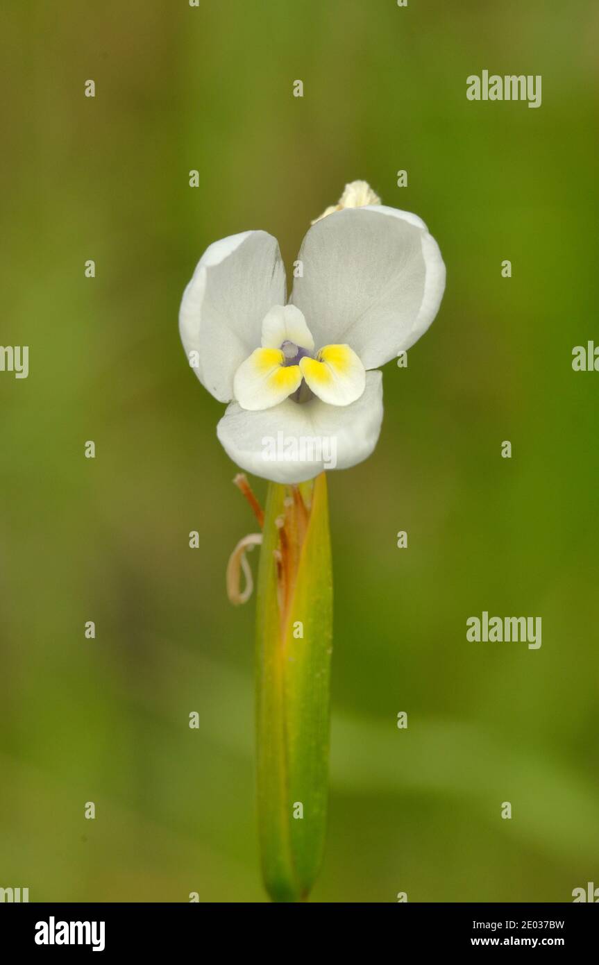 White Flag-Iris Diplarrena moraea Iridaceae Photographed in Tasmania, Australia Stock Photo