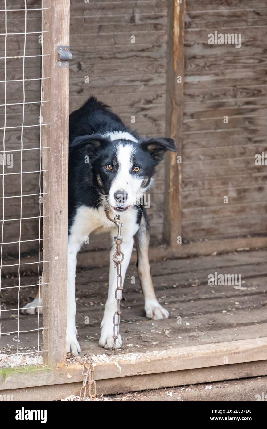 Gedragen Eerder mate chained up border collie sheepdog barking angrily by kennel in farm yard  Stock Photo - Alamy