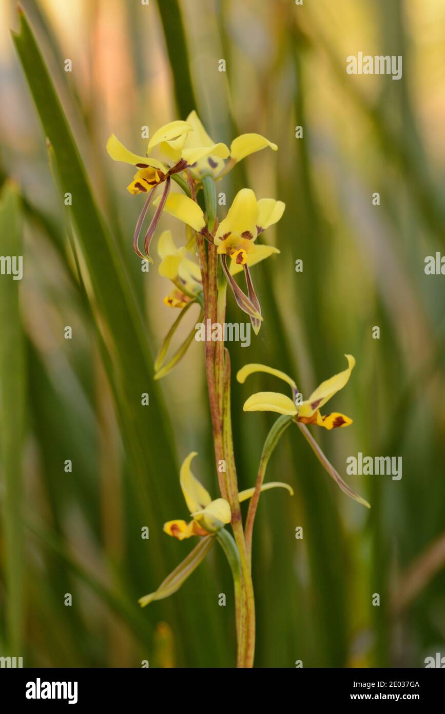 Tiger Orchid Diuris sulphurea Orchidaceae Photographed in Tasmania, Australia Stock Photo