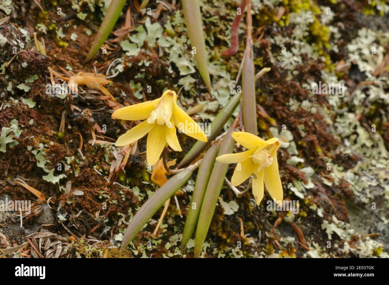 Yellow Rock Orchid Dockrillia striolata subsp. chrysantha Orchidaceae Endemic to Tasmania, Australia Stock Photo