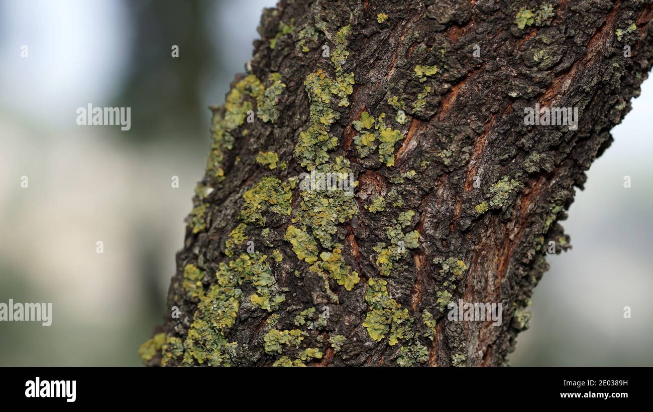 Tree trunk and bark during the fall. Green mold on it Stock Photo Alamy