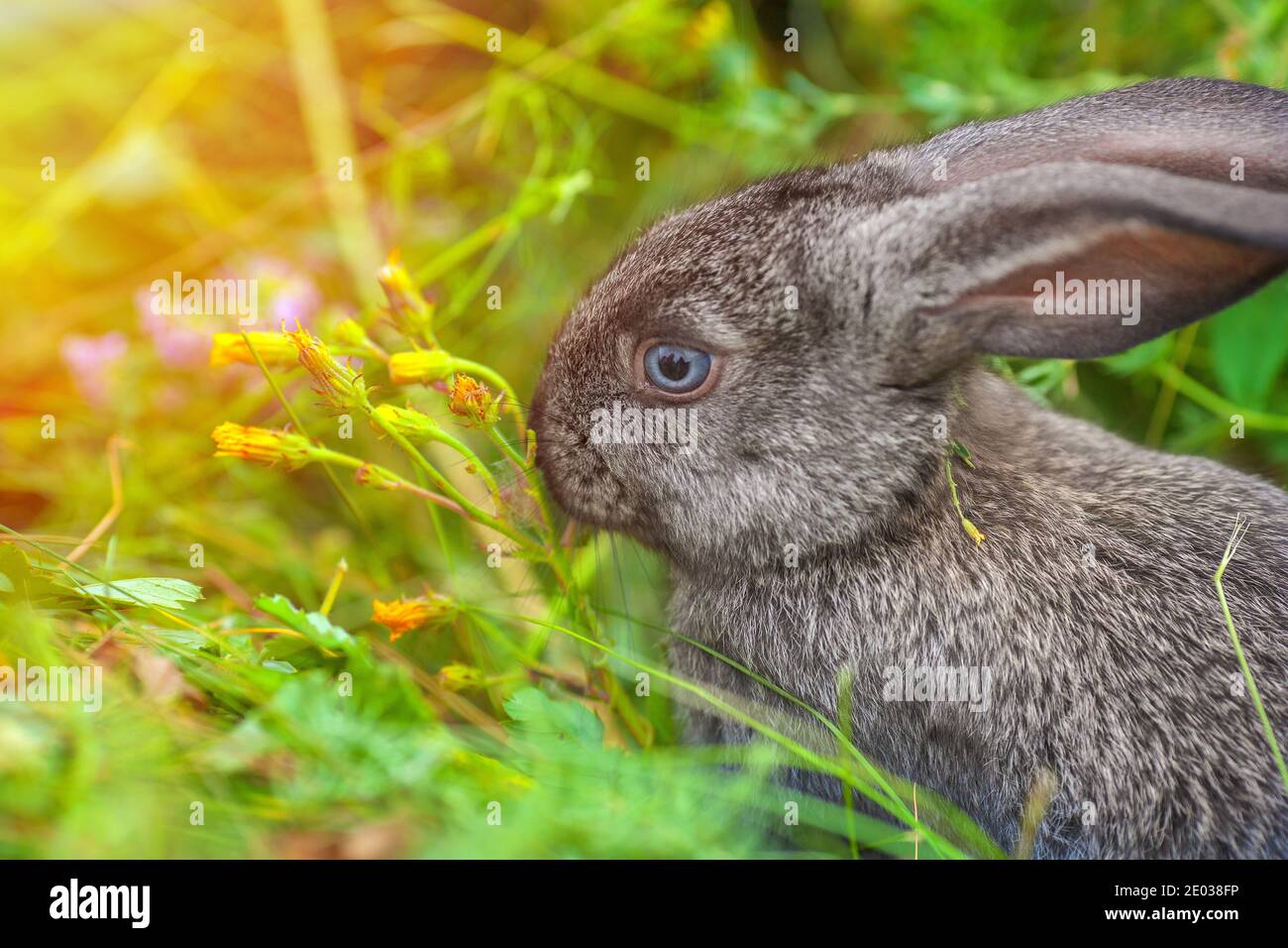 Small rabbit hi-res stock photography and images - Alamy
