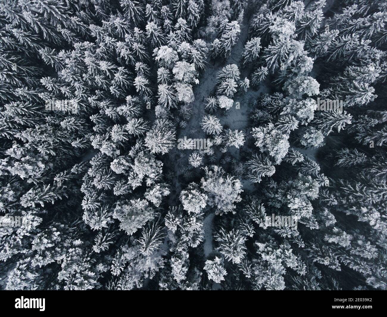 Winter wonderland forest aerial view. Snow covered Winter landscape. Spruce forest European Green Deal.  Top down birds eye view. Winter background. Stock Photo