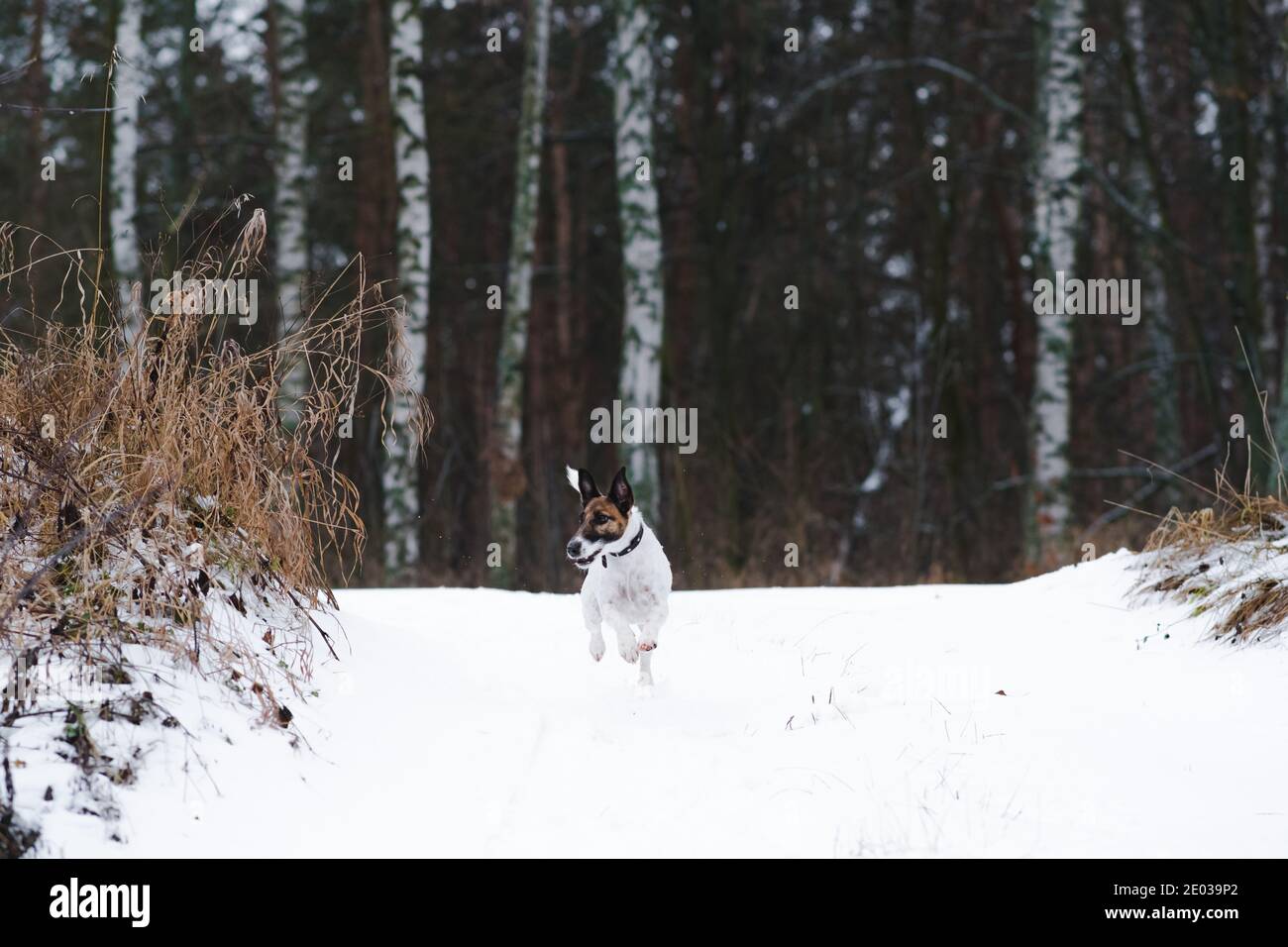 Funny fox terrier dog runs in the snowy forest. Walking with dogs in winter, cold season active lifestyle with pets Stock Photo
