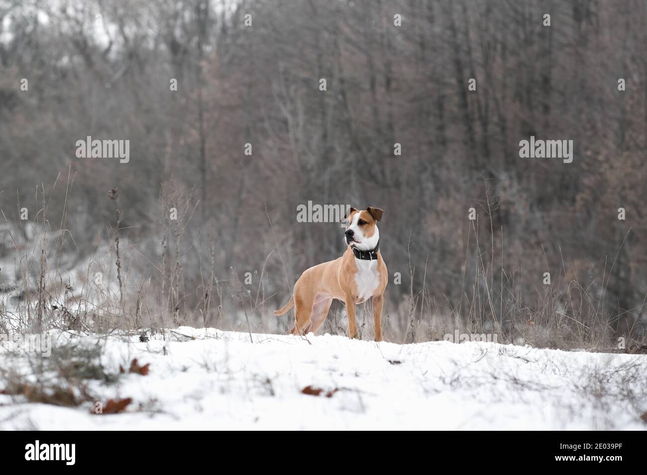 Portrait of a gorgeous staffordshire terrier dog in the winter nature scene. Active lifestyle, hiking and trekking with pets in cold season, taking do Stock Photo
