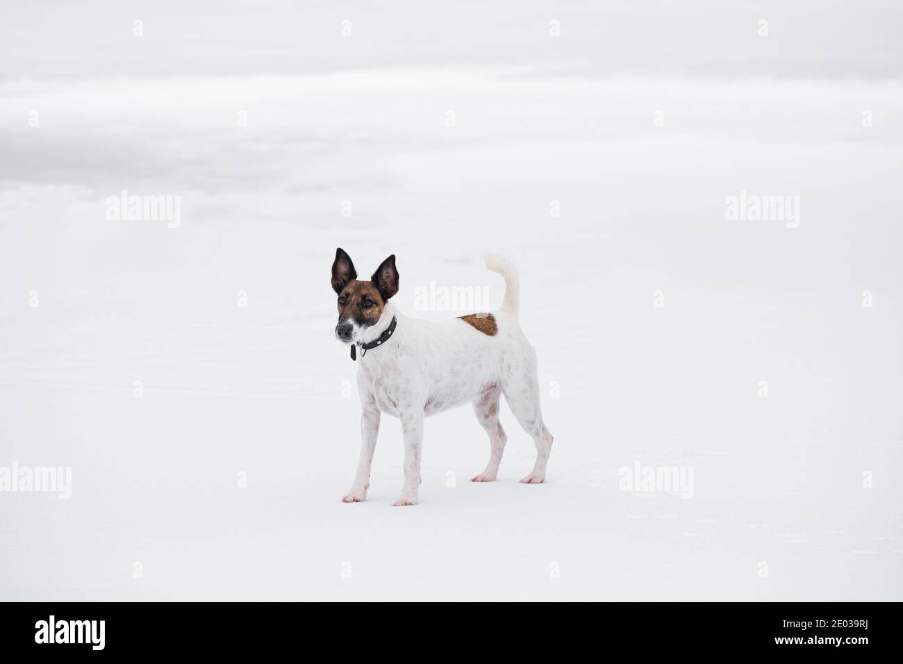 Fox terrier dog in the snowy white surround. Spending outdoor time with dogs in winter, cold season active lifestyle with pets Stock Photo