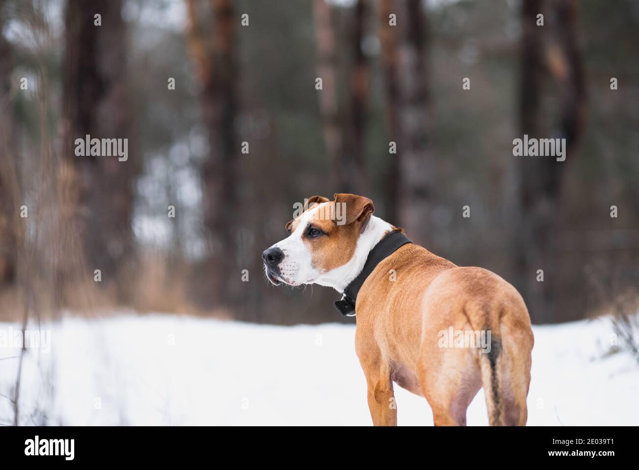 Portrait of a gorgeous staffordshire terrier dog in the winter forest. Active lifestyle, hiking and trekking with pets in cold season, taking dogs on Stock Photo