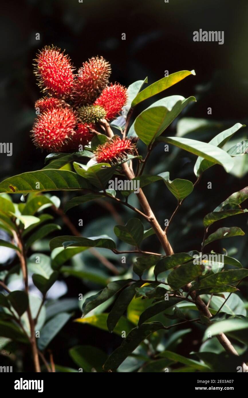 Forest or wild Rambutan fruit, Nephelium lappaceum, Malaysia Stock Photo