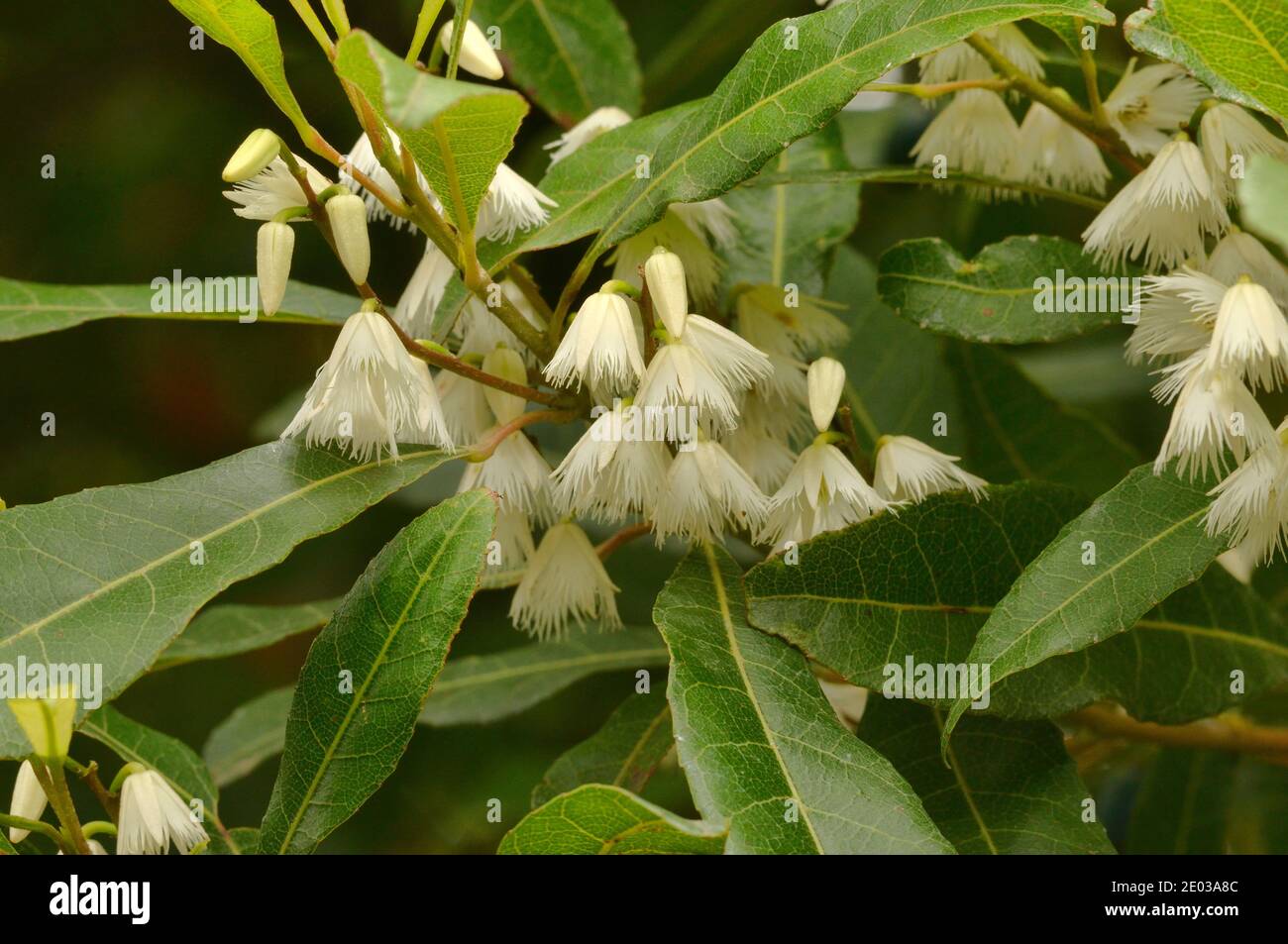 Blueberry Ash Elaeocarpus reticulatus Elaeocarpaceae Photographed in Tasmania, Australia Stock Photo